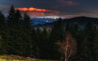 Картинка лес, пейзаж, горы, Sośnicki Michał, вечер, закат, Бабья гора, Польша, природа, Карпаты