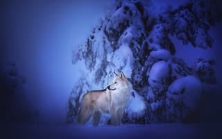 Картинка зима, Чехословацкий влчак, Чехословацкая волчья собака, собака, снег