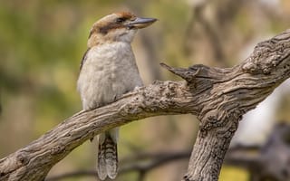 Картинка птица, Woodlands Historic Park, Laughing Kookaburra