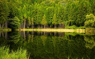 Обои лес, озеро, деревья, отражение