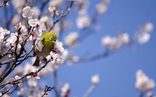 Обои птица, дерево, весна