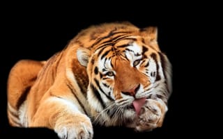 Картинка природа, зверь, тигр