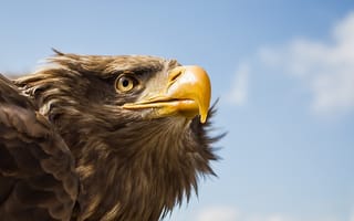 Картинка птица, Tawny Eagle, Awaiting Command