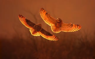 Картинка sunset, short eared owl, fight