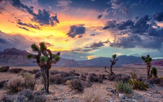 Картинка USA, landscape, clouds, Nevada, cactus, nature, canyon, sky, sunset, mountains, desert, rocks
