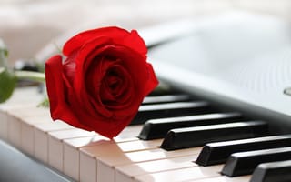 Картинка пианино, роза, музыка