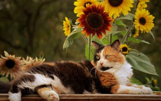 Картинка кошка, подсолнухи, цветы, котейка