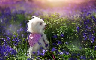 Картинка лето, собака, друг, цветы, природа