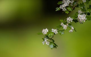 Картинка ветка, Боярышник, цветки, цветение