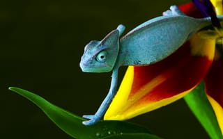 Картинка хамелеон, красный, зеленый, желтый, ползёт, синий, цветок