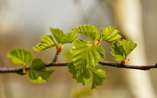 Картинка Береза, весна, листья