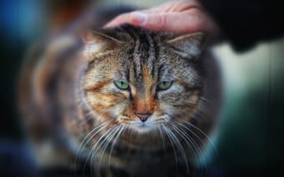 Картинка кот, котэ, боке, серьёзный, мордочка, взгляд, рука