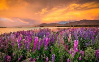 Картинка пейзаж, закат, горы, озеро, Новая Зеландия, люпины, берег, природа, Текапо, цветы