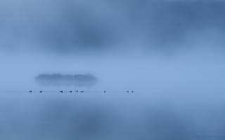 Обои туман, утки, озеро