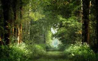 Картинка дорога, лето, лес