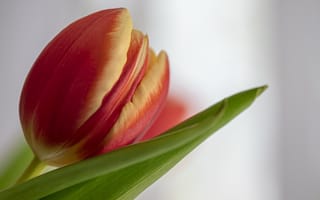 Картинка цветок, тюльпан, макро