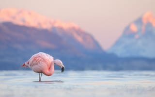 Картинка горы, озеро, Чили, птица, фламинго