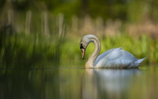 Картинка озеро, птица, лебедь