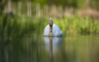 Картинка озеро, лебедь, птица