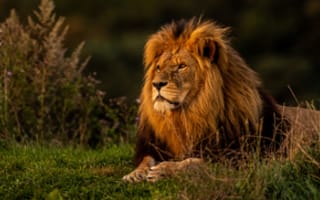 Картинка трава, дикая кошка, царь зверей, лев