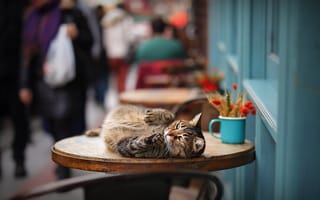 Картинка кошка, боке, на столе, котейка, кот