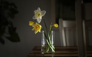 Картинка цветы, стол, нарциссы жёлтые