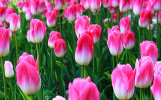 Картинка Лето, розовые, тюльпаны