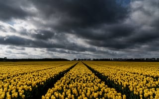 Картинка поле, природа, тюльпаны