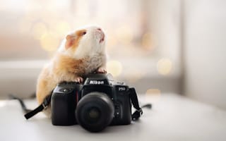 Картинка грызун, фотоаппарат, Nikon, морская свинка
