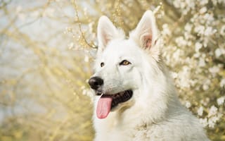 Картинка Белая швейцарская овчарка, собака, овчарка, язык, белая, морда
