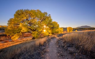 Картинка дорога, деревья, Prescott, вечер, Аризона, камни, США, Arizona