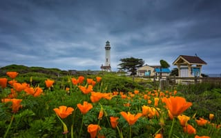 Картинка пейзаж, цветы, природа, маяк, берег, Pigeon Point Lighthouse, океан, Калифорния, домики, тучи, США