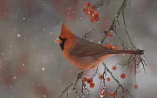 Картинка зима, природа, кардинал, птица, ветка, ягоды