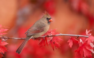 Картинка осень, листья, ветка, птица, природа, клён, кардинал