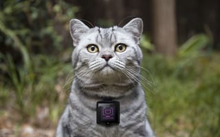 Обои device, cat cameras, concept, Вискас, камера для котов, гаджеты для кошек, Catstacam, Whiskas