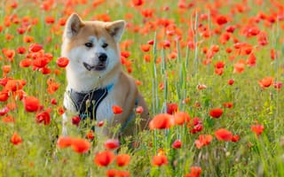 Картинка цветы, маки, луг, собака, Акита-ину