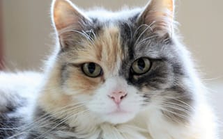 Картинка кошка, взгляд, пушистая, мордочка