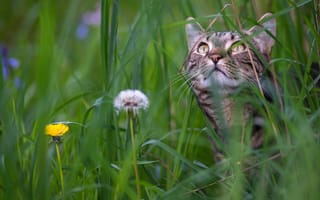 Картинка кошка, мордочка, одуванчики, трава