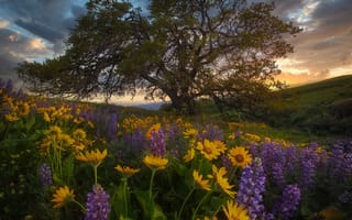 Картинка цветы, Штат Вашингтон, Парк штата Колумбия Хилс, Washington State, люпины, Columbia Hills State Park, бальзамориза, луг, дерево
