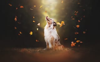 Картинка листья, собака, Аусси, Австралийская овчарка, боке