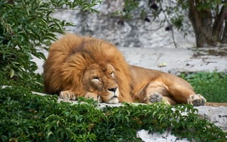 Картинка природа, сон, большая кошка, хищник, спит, лев