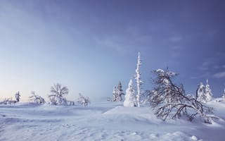 Картинка Lapland, снег, сугробы, деревья, Лапландия, зима, Finland, Финляндия