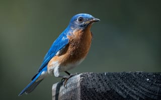 Картинка природа, Bluebird, птица