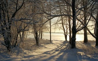 Картинка природа, снег, зима, деревья
