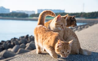 Картинка рыжие кошки, кошки, набережная