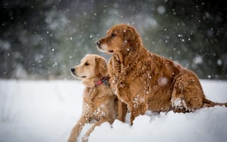 Картинка собаки, снег, зима