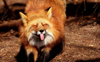 Картинка лиса, funny, показывает язык, потягивается, смешное, fox