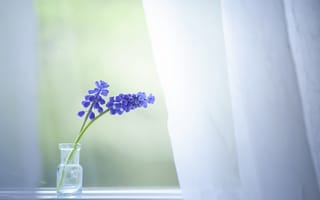 Картинка цветы, окно, дом