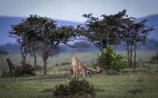 Картинка кошки, природа, гепарды