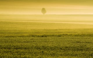 Картинка поле, утро, туман, весна